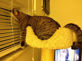 funny cat pictures, cat vs window blinds