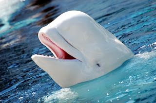   beluga wal, beluga whale facts, beluga whale species, beluga whale size, beluga whales, beluga whale predators, where do beluga whales live, beluga whale habitat, beluga whale scientific name