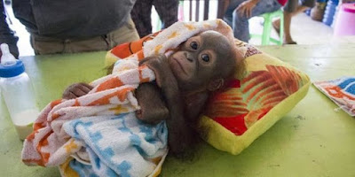 Bayi Orangutan Berhasil Diselamatkan