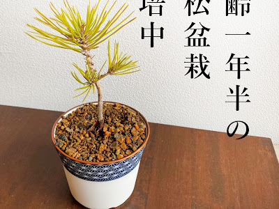 コンプリート！ 種 から 育てる 349957-種 から 育てる 花 初心者