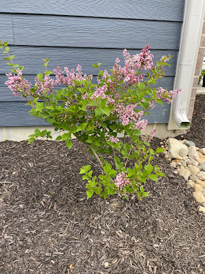 Syringa 'Josee'