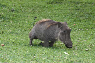 A Warthog Kneels On The Grass At A'Zambezi Lodge.