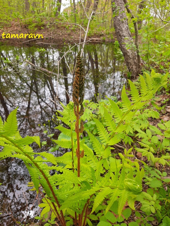 Чистоустник азиатский (Osmundastrum asiaticum)