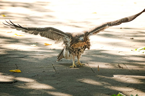 Fledgling red-tailed hawk in Tompkins Square