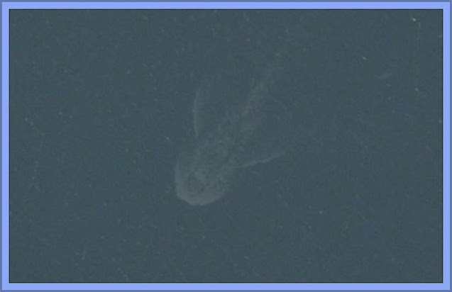 Even When Not Enhanced, It Looks Remarkably Like A Large Marine Creature