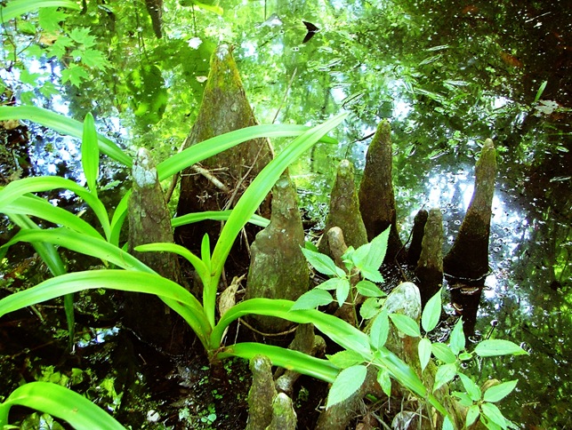 cypress knees