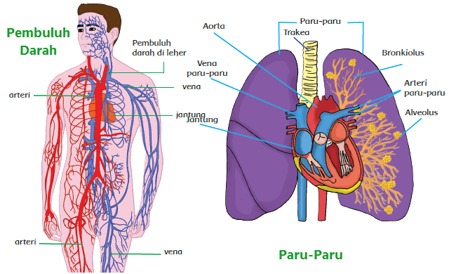 Penyebab Gangguan Organ Peredaran Darah Manusia | Mikirbae