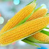மக்காச்சோளம் கர்ப்பிணி பெண்கள் சாப்பிடலாமா-nutrients in sweet corn