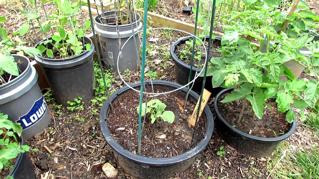 What Kind Of Soil To Use For Container Vegetable Gardens