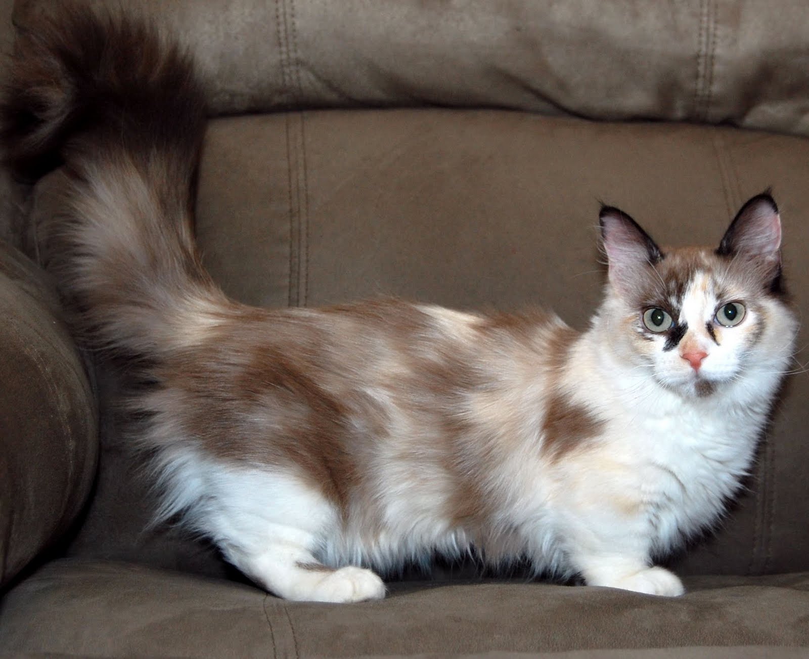 Animal Photo Munchkin Cat