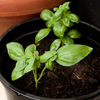 Sweet basil 57 days after seeding