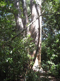 New Zealand Kauri Tree