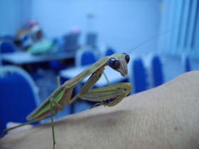 insect, mantis, cute, praying