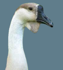 African Goose Male vs Female