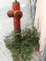 Verdolagas en la acera de la ciudad