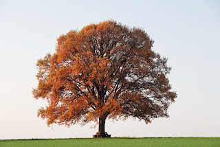 FOTOS DE ARBOLES