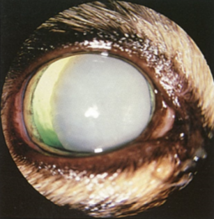 57 Best Pictures Uveitis In Cats - What You Should Know About Toxoplasmosis - PetMeds® Pet ...