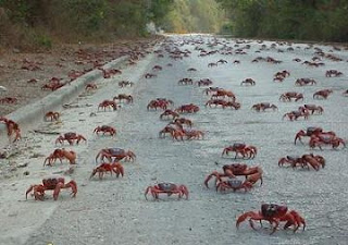 Red Crabs Photos, Images, Wallpapers Gallery