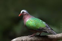Emerald dove- State bird of Tamil Nadu