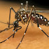 Casos de dengue aumentam em Maringá e Paraná registrou mais de 10 mil novos casos da doença 