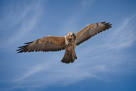 Immature Swainson's Hawk hanging out in Brooklyn.