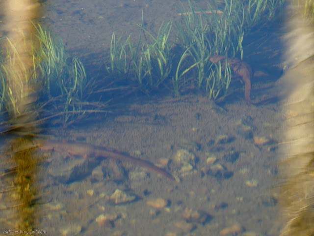 newts tangled in the grass