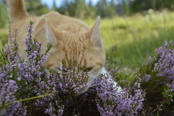 pus katt kattepus pusekatt