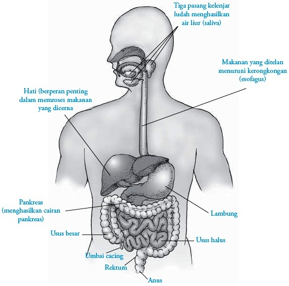 Gambar Organ Sistem Manusia Hewan Gambar 2 Pencernaan 