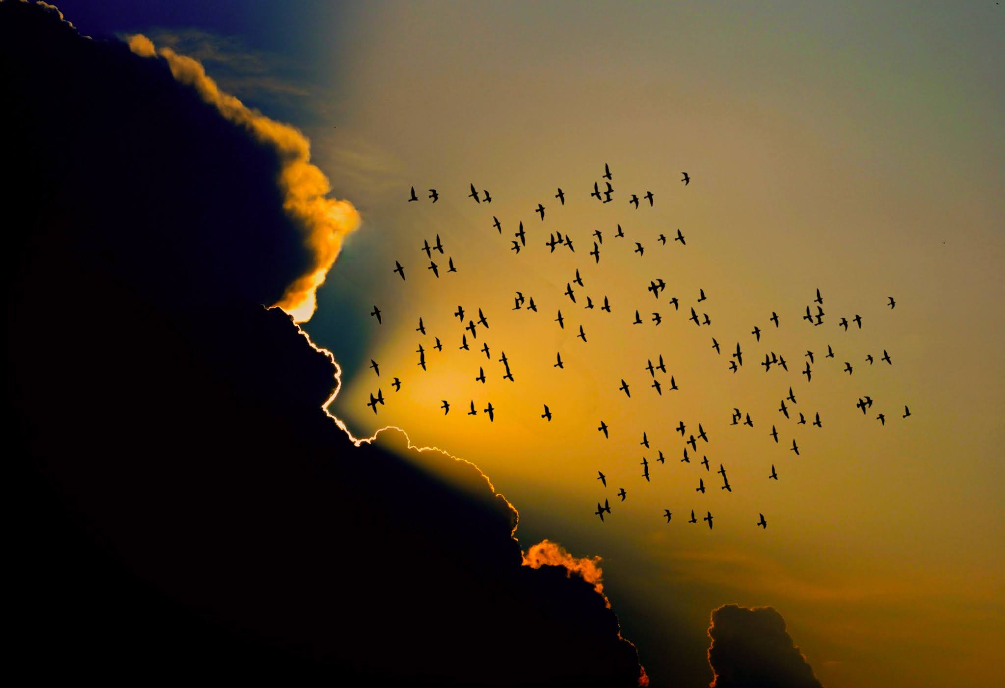 Birds migration free image