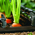 Panen Sayur Melimpah dengan Drip Irrigation