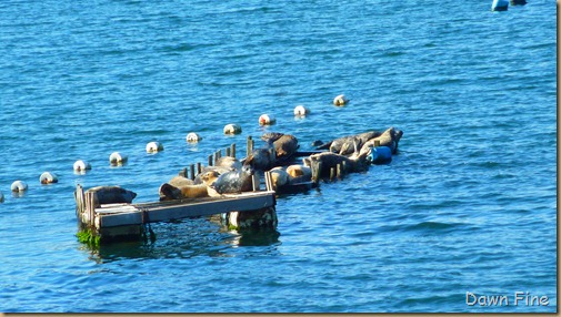 tomales bay birding_028