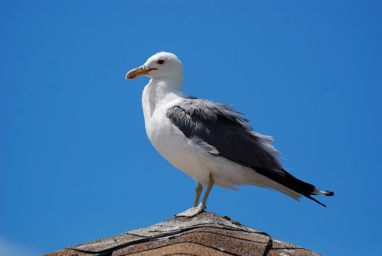 Larus californicus californicus