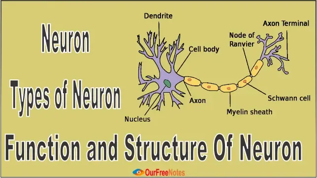 neuron-type-of-neron-function-and-structure-of-neuron