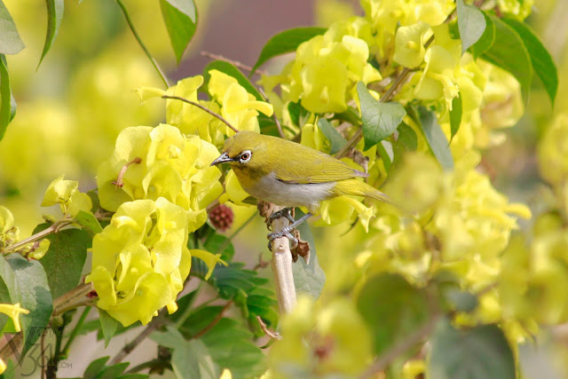 Oriental white-eye