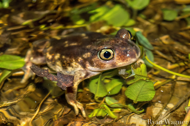 eastern spadefoot