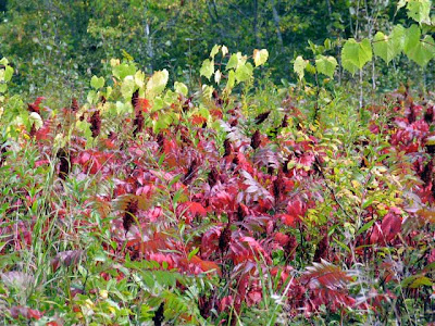 poison sumac blisters. poison sumac blisters.