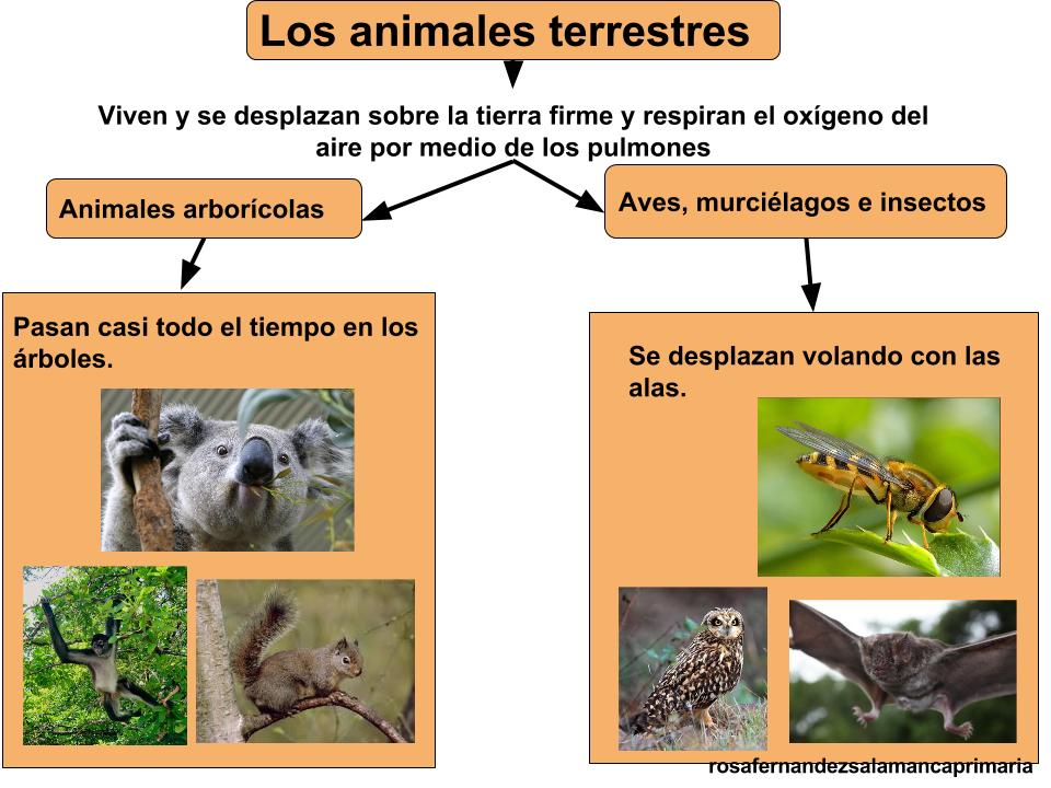 Maestra De Primaria Los Animales Y Las Plantas En La Naturaleza