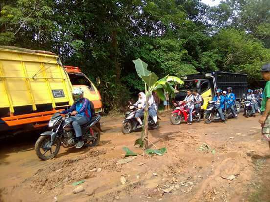 Warga Meranjat Tanam Pohon Pisang Di jalan