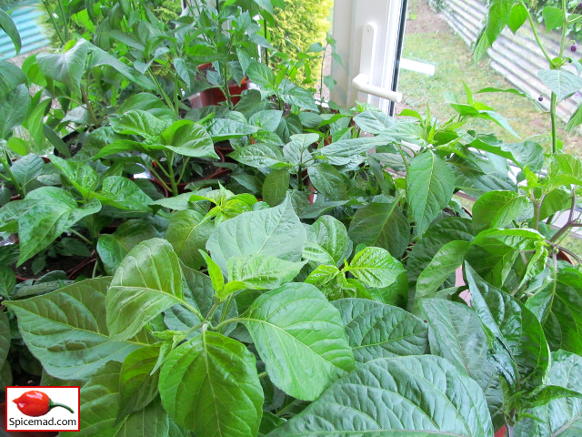 Chilli Plants in the Porch - 11th May 2020