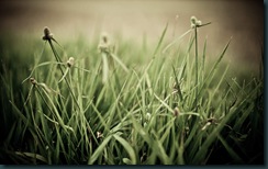 The_Grass_aint_Greener_by_fix_pena