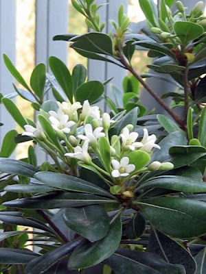 Frangipane or Jasmine