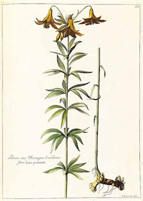 Лилия канадская (Lilium canadense)