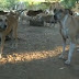 LIMOEIRENSE CRIA MAIS DE 700 CACHORROS E 1.500 GATOS