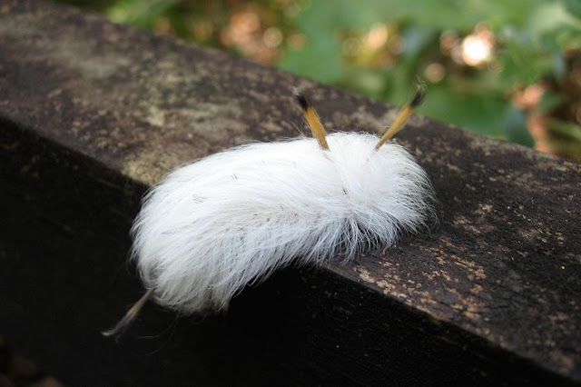 Animais com pelos e cabelos de dar inveja a qualquer pessoa