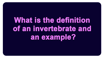 What is the definition of an invertebrate and an example?