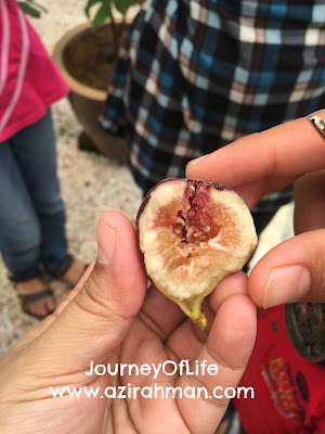 Lawatan Sambil Belajar Di Kebun Fig; buah tin