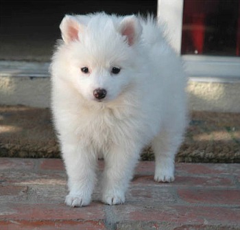 Dog Breed Gallery: American Eskimo Dog Breeds