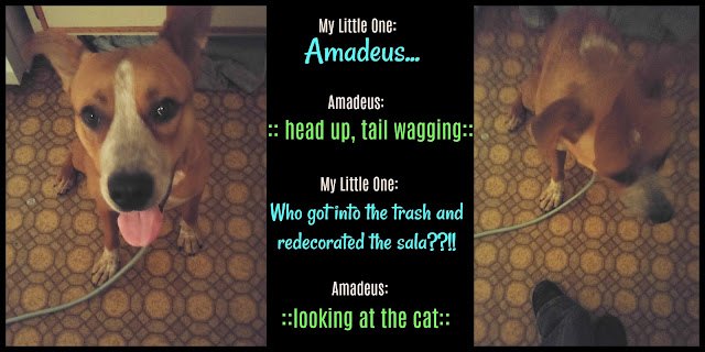 Amadeus_furbaby-cat