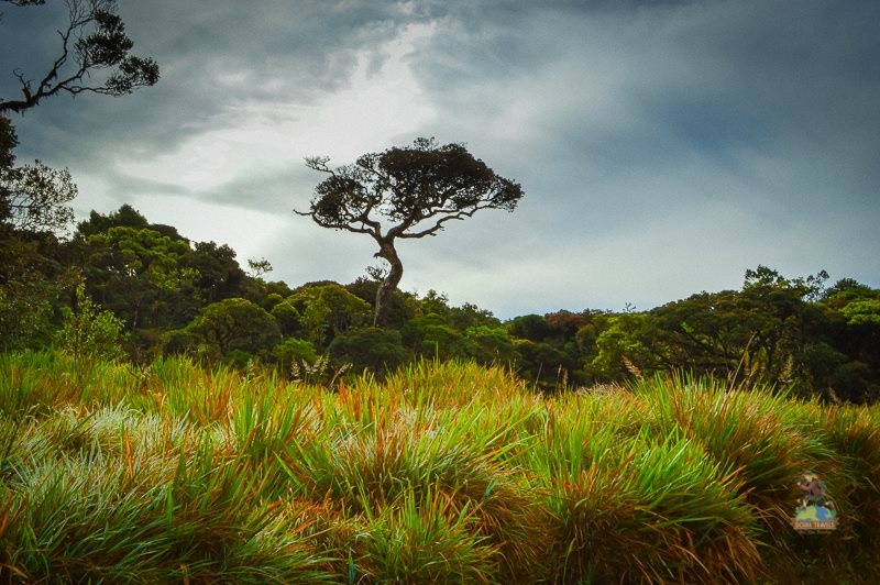 Horton Plains,Sri Lanka