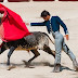 Fighting Bull in Madrid